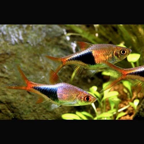Rasbora heteromorpha - Arlequin